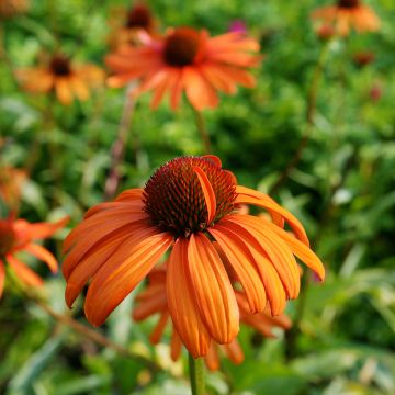 Echinacea Tiki Torch - Echinacée