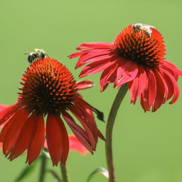 Echinacea Tomato Soup - Echinacée