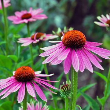 Schmalblättriger Sonnenhut - Echinacea angustifolia