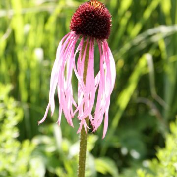 Echinacea pallida - Echinacée