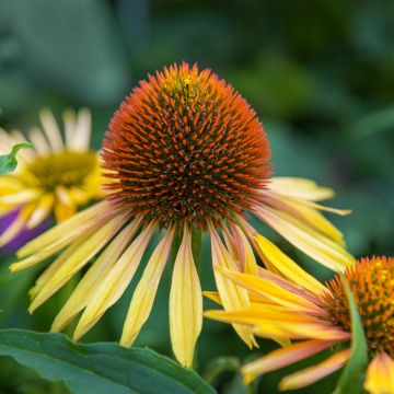 Echinacea paradoxa - Gelber Sonnenhut