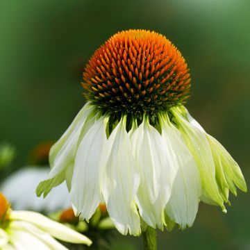 Echinacea purpurea Alba (Samen) - Sonnenhut