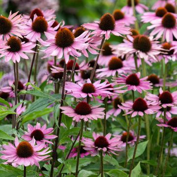 Echinacea purpurea Augustkönigin - Sonnenhut