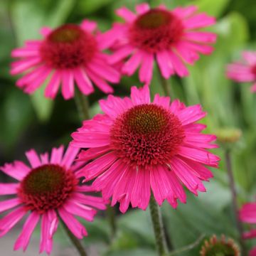 Echinacea purpurea Delicious Candy - Sonnenhut