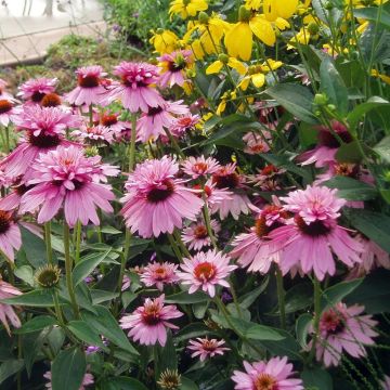 Echinacea purpurea Double Decker