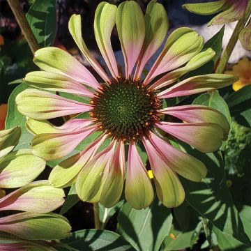 Echinacea purpurea Espinoso Green - Sonnenhut