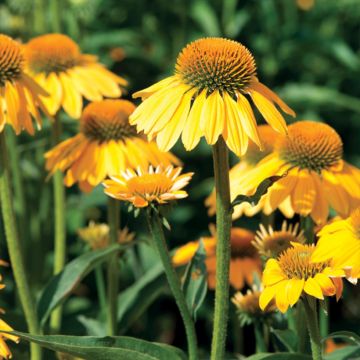 Echinacea purpurea Espinoso Yellow - Sonnenhut