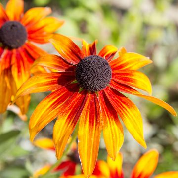 Echinacea purpurea Funky Yellow - Sonnenhut