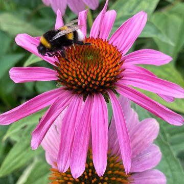 Echinacea purpurea Leuchtstern - Sonnenhut