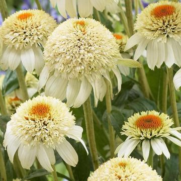 Echinacea purpurea Milkshake - Sonnenhut