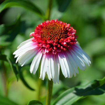 Echinacea purpurea Strawberries and Cream - Sonnenhut