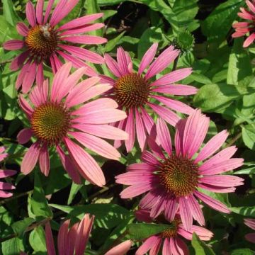 Echinacea purpurea Summer Cocktail - Sonnenhut