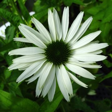 Echinacea purpurea Virgin - Echinacée