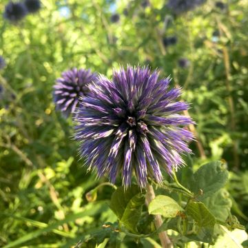 Banater Kugeldistel Blue Glow - Echinops bannaticus