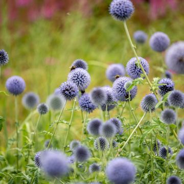 Banater Kugeldistel Taplow Blue - Echinops bannaticus