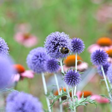 Echinops ritro Veitch’s Blue - Chardon boule