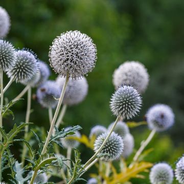 Große Kugeldistel - Echinops sphaerocephalus