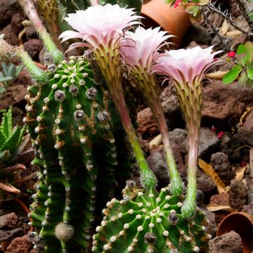 Echinopsis multiplex - Seeigelkaktus