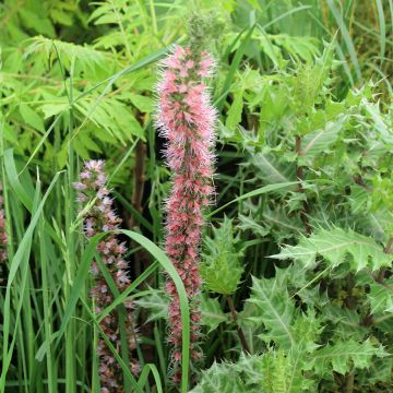 Echium amoneum Red Fathers - Roter Natternkopf