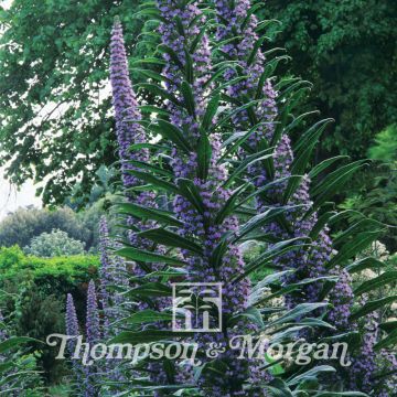 Echium pininana (Samen) - Riesen-Natternkopf