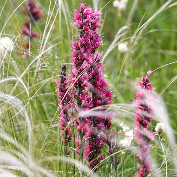 Echium russicum - Roter Natternkopf