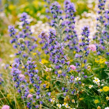 Echium vulgare - Gemeiner Natternkopf