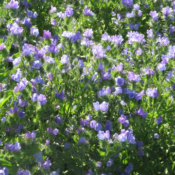 Echium Blue Bedder (Samen) - Natternkopf