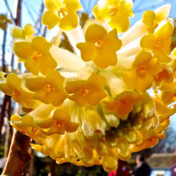 Edgeworthia chrysantha Nanjing Gold - Edgeworthie