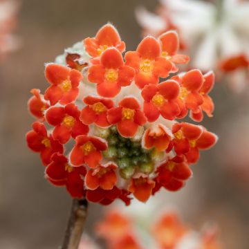 Edgeworthia chrysantha Red Dragon 'Akebono' - Edgeworthie