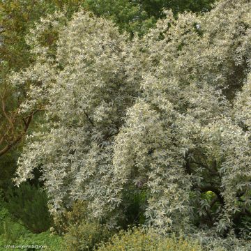 Silber-Ölweide Zempin - Elaeagnus commutata