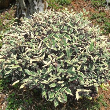 Stechende Ölweide Hosuba Fukurin - Elaeagnus pungens