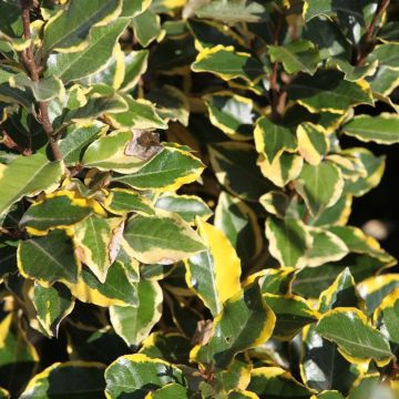 Wintergrüne Ölweide Viveleg - Elaeagnus ebbingei