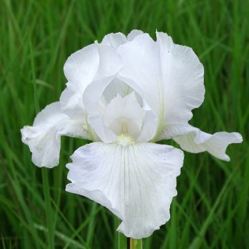 Iris Immortality - Schwertlilie