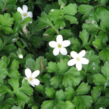 Ellisiophyllum pinnatum - Taiwanesische Schattenblume