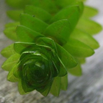 Elodea canadensis - Elodée du Canada