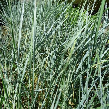 Elymus magellanicus - Magellan-Gras