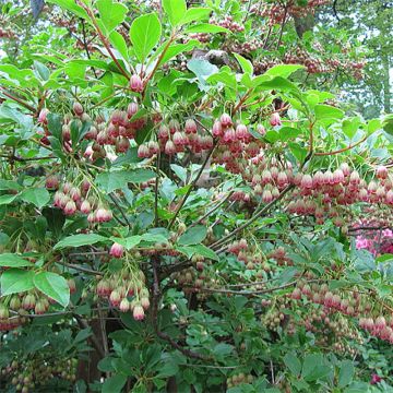 Enkianthus campanulatus Red Bells - Prachtglocke