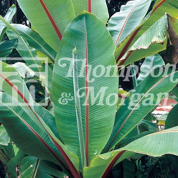 Ensete ventricosum (Samen) - Abessinische Banane