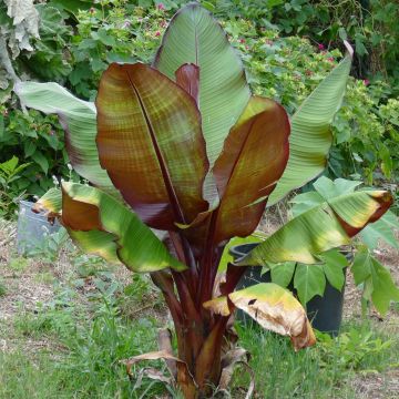 Ensete ventricosum Maurelii - Bananier rouge d'Abyssinie