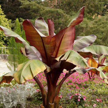 Ensete ventricosum Maurelii - Bananier rouge d'Abyssinie