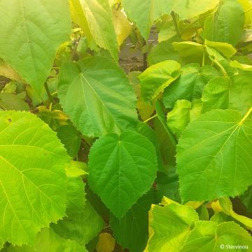 Entelea arborescens - Whau