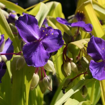 Tradescantia andersoniana Blue and Gold - Dreimasterblume