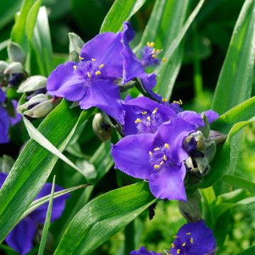 Tradescantia andersoniana Isis - Dreimasterblume