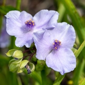 Ephémère de Virginie - Tradescantia andersoniana Little Doll