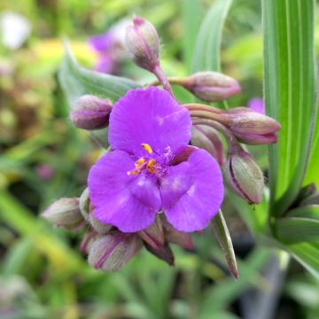 Tradescantia andersoniana Concord Grape - Dreimasterblume