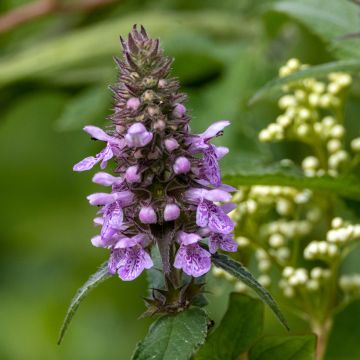 Sumpf-Ziest - Stachys palustris