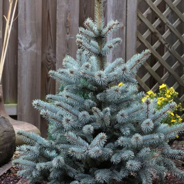 Epicea bleu - Picea pungens Blue Mountain