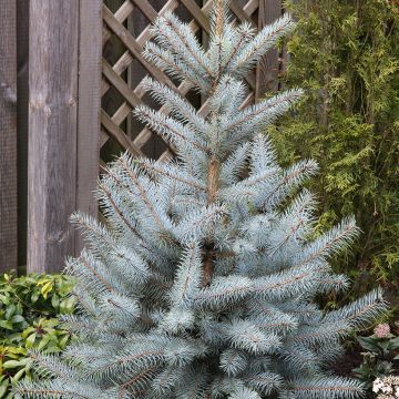 Picea pungens Edith