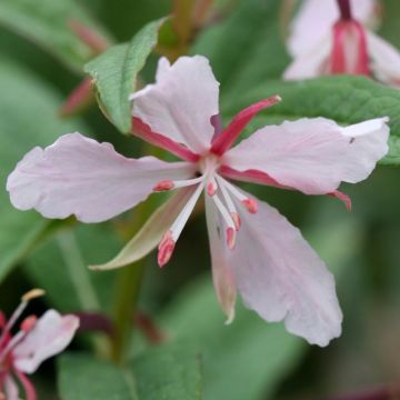 Epilobium angustifolium Stahl Rose - Schmalblättriges Weidenröschen