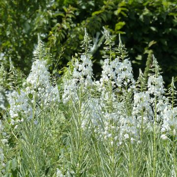 Epilobium angustifolium Album - Schmalblättriges Weidenröschen